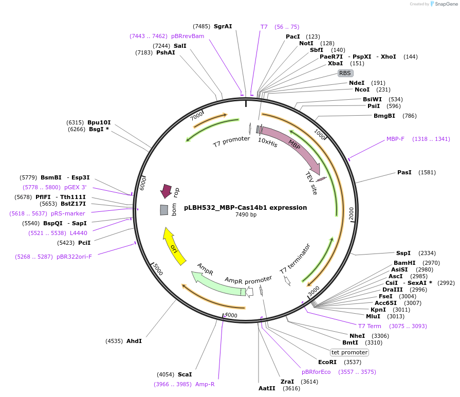 112505-plasmid-map-sequence-id-215707