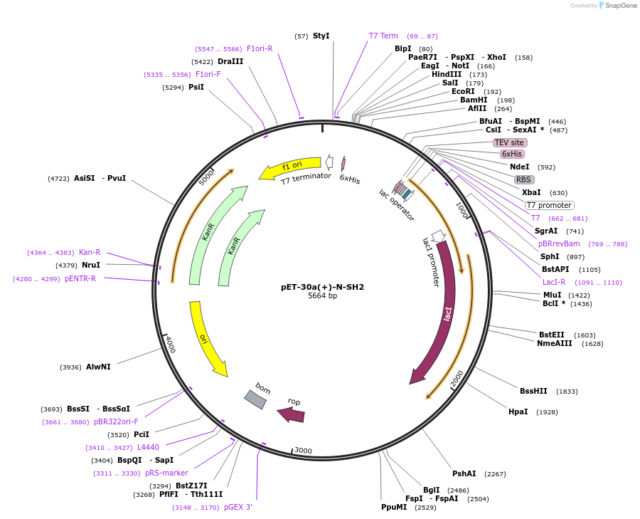 111274-plasmid-map-sequence-id-215709