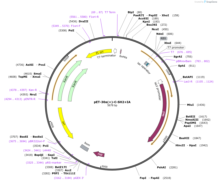 111418-plasmid-map-sequence-id-215713