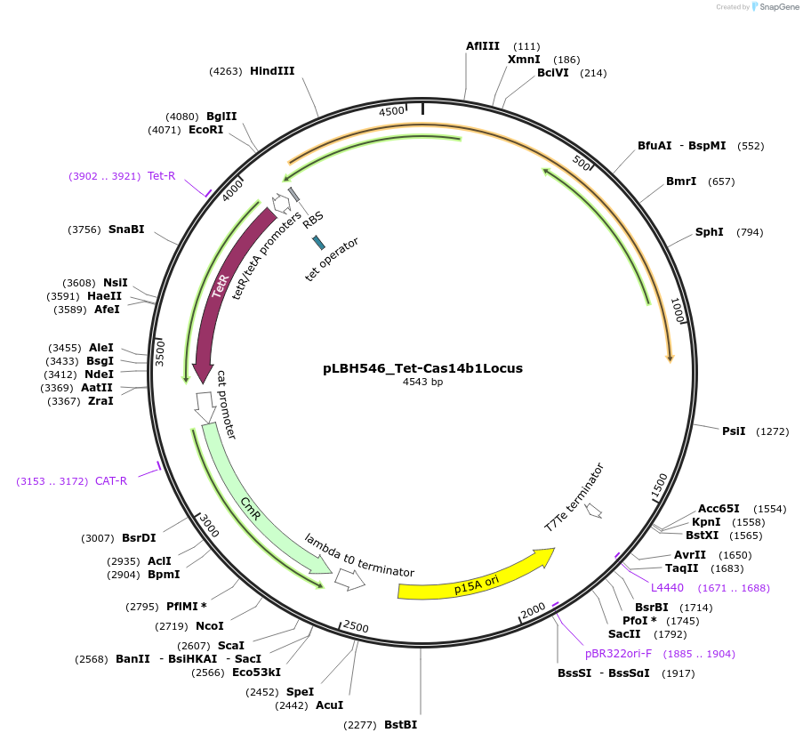 112503-plasmid-map-sequence-id-215715
