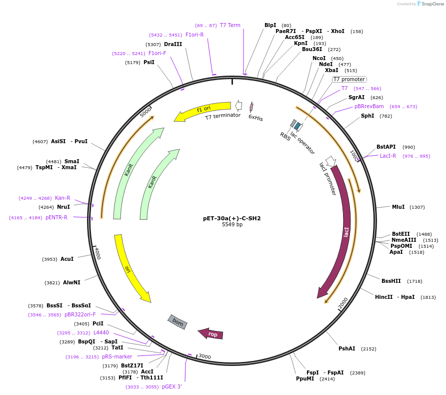 111419-plasmid-map-sequence-id-215717