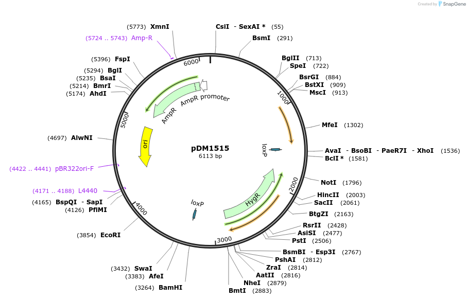 109000-plasmid-map-sequence-id-215719