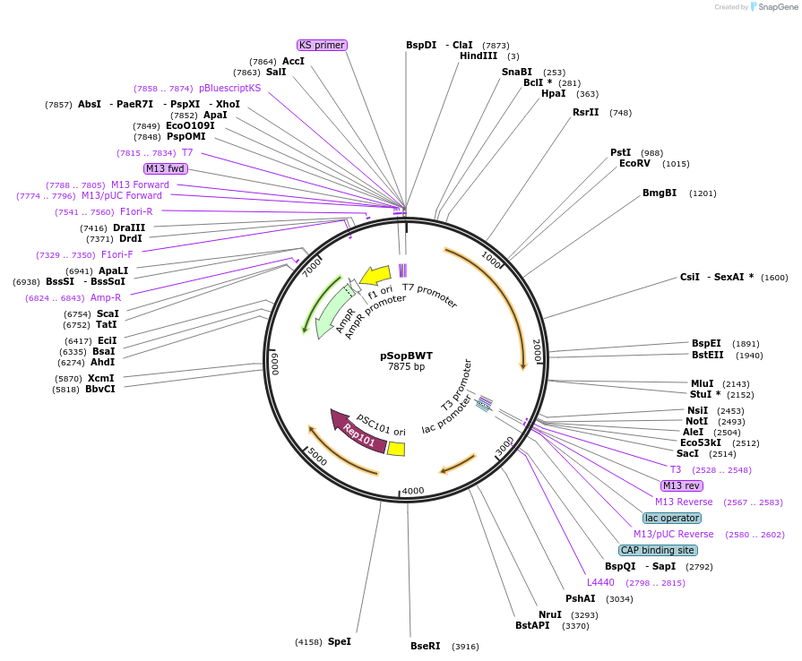 112512-plasmid-map-sequence-id-215725