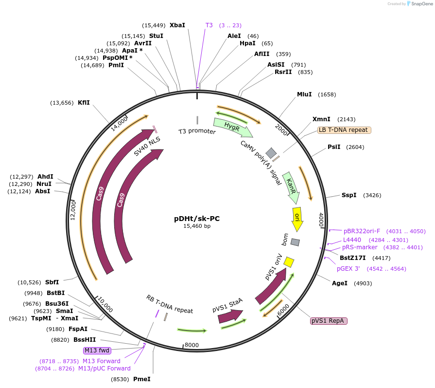 92125-plasmid-map-sequence-id-215731
