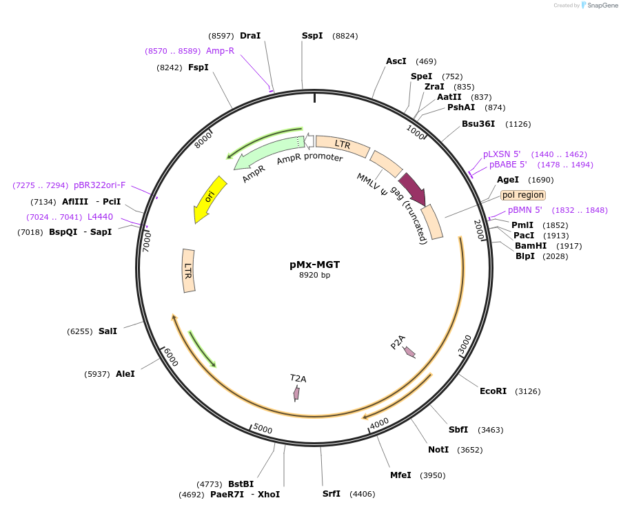 111810-plasmid-map-sequence-id-215737