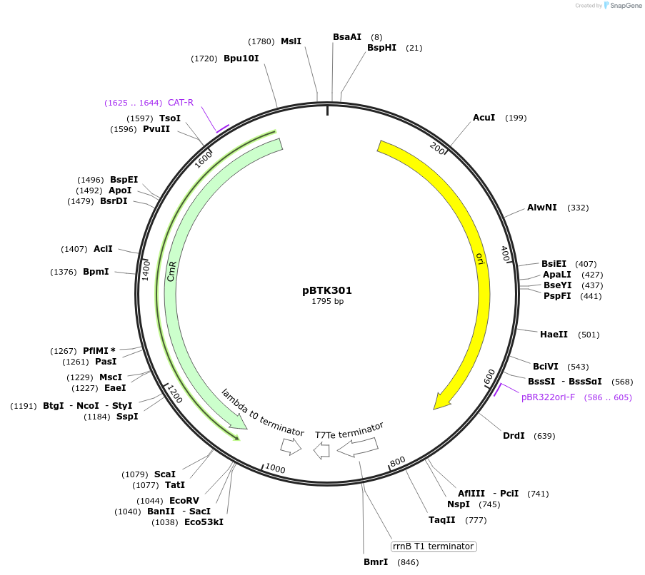 110593-plasmid-map-sequence-id-215753