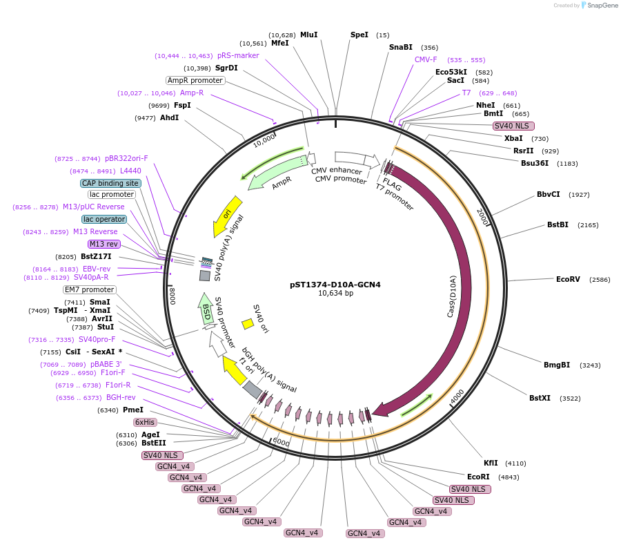 113025-plasmid-map-sequence-id-215839
