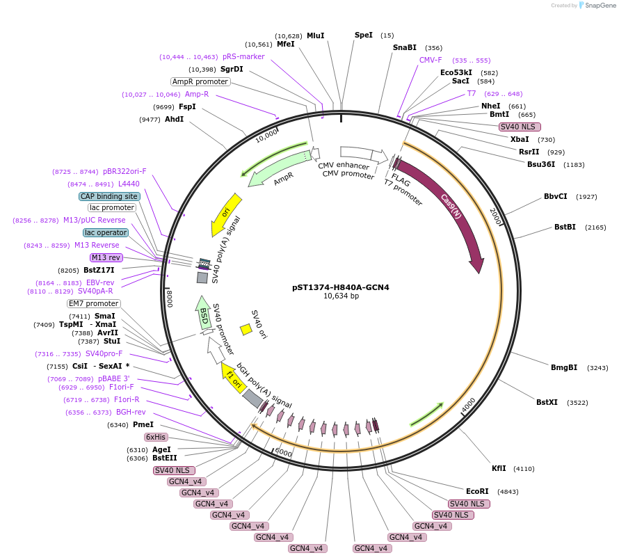 113027-plasmid-map-sequence-id-215840