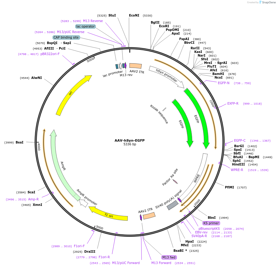 114213-plasmid-map-sequence-id-215847