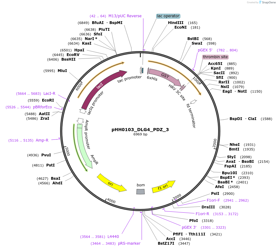 110003-plasmid-map-sequence-id-215910