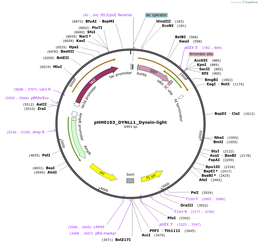 110006-plasmid-map-sequence-id-215914
