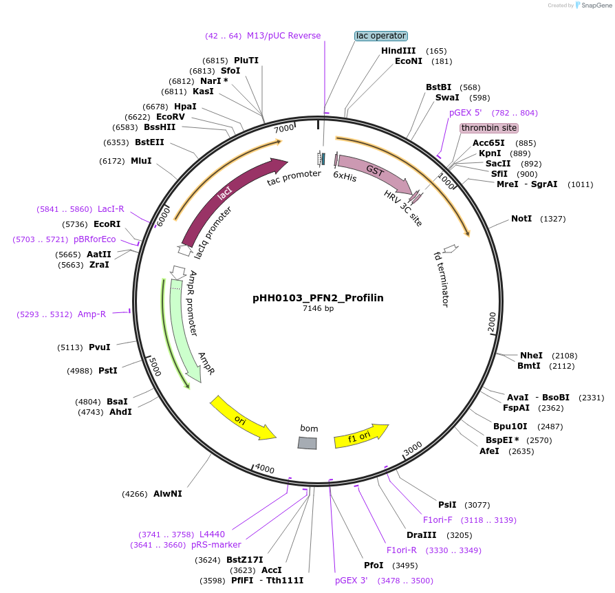 110007-plasmid-map-sequence-id-215915
