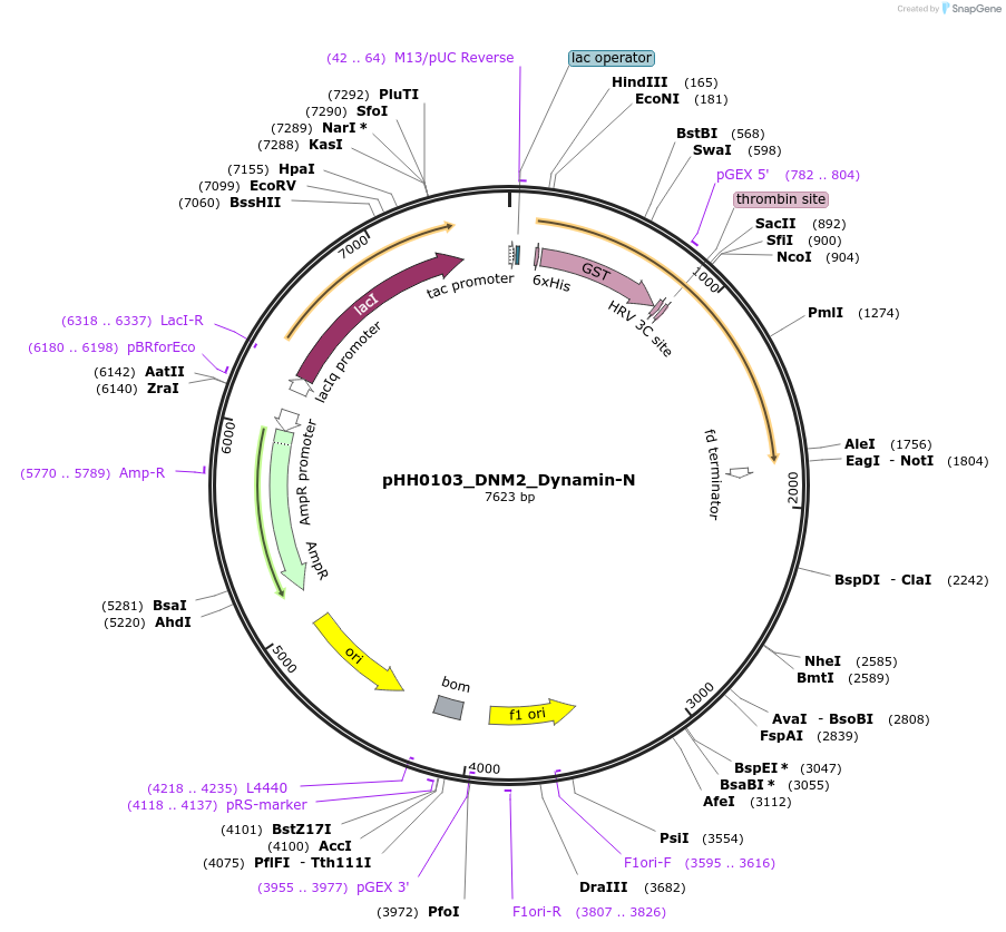110008-plasmid-map-sequence-id-215916