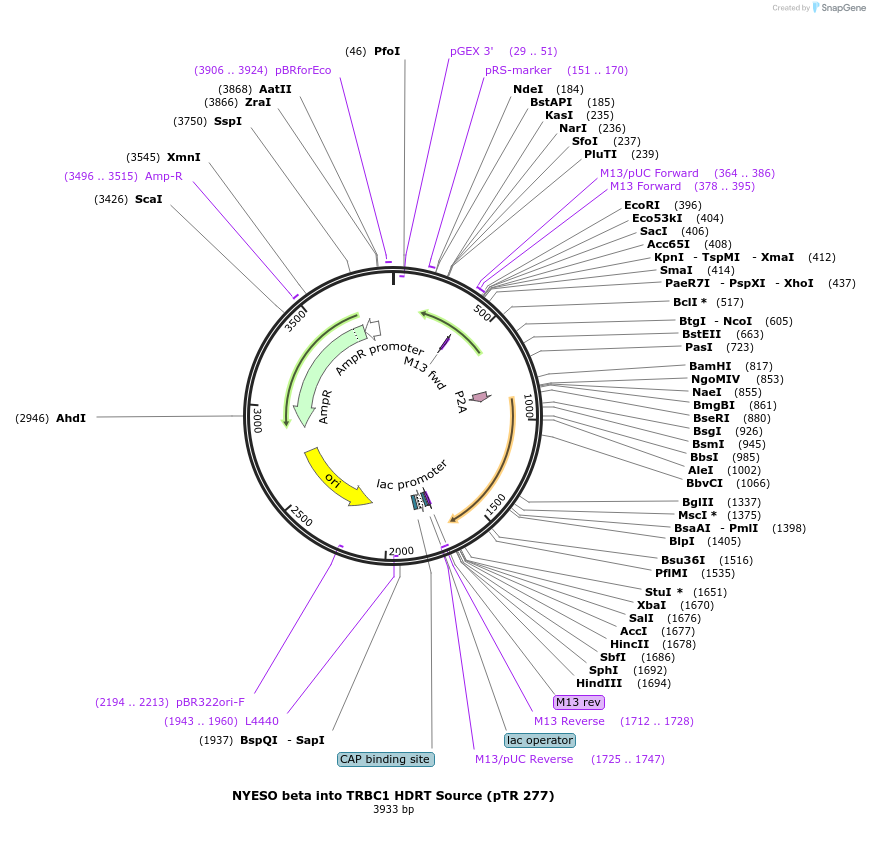 112024-plasmid-map-sequence-id-215922