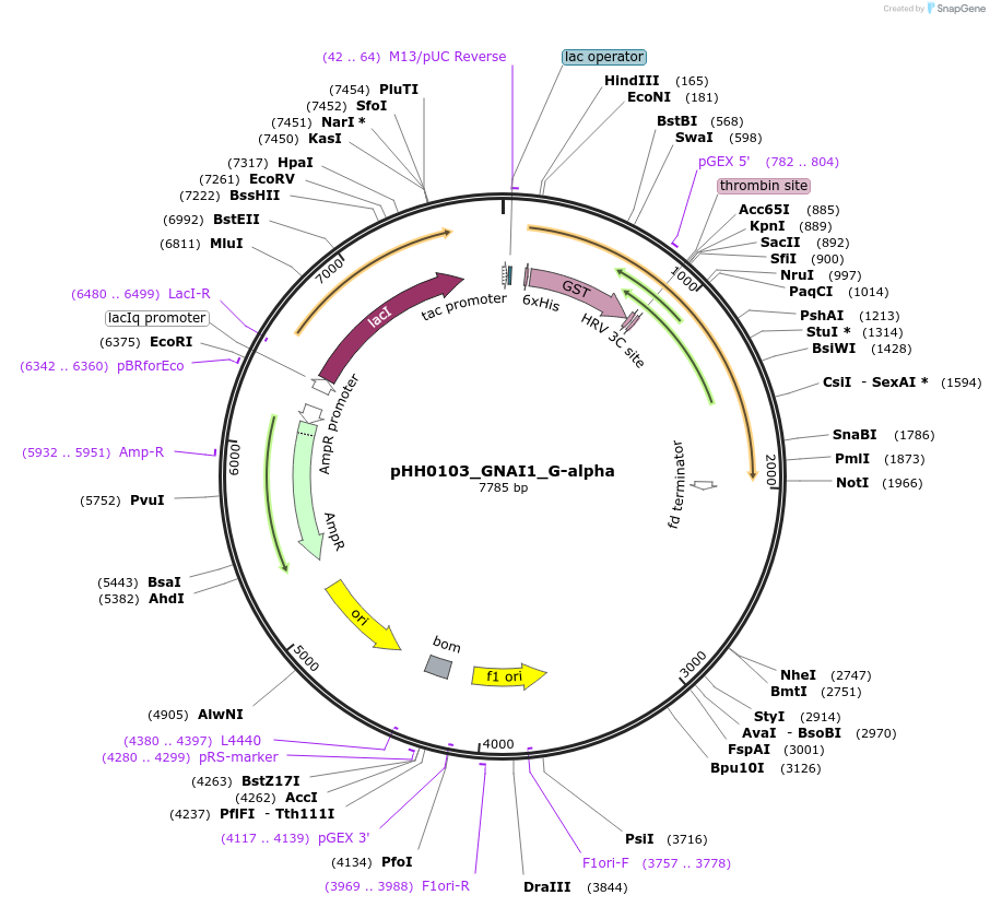 110012-plasmid-map-sequence-id-215923