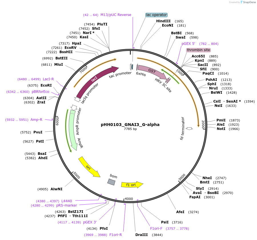 110014-plasmid-map-sequence-id-215926