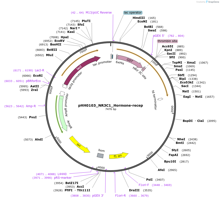 110018-plasmid-map-sequence-id-215931