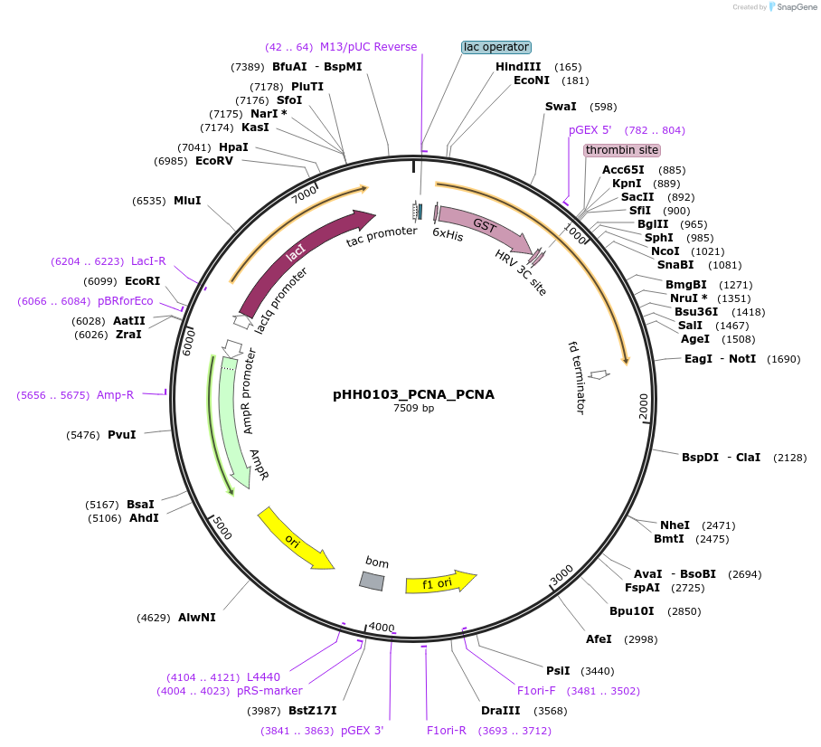 110022-plasmid-map-sequence-id-215934