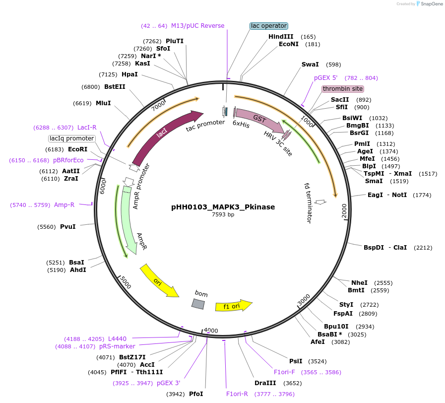 110023-plasmid-map-sequence-id-215937