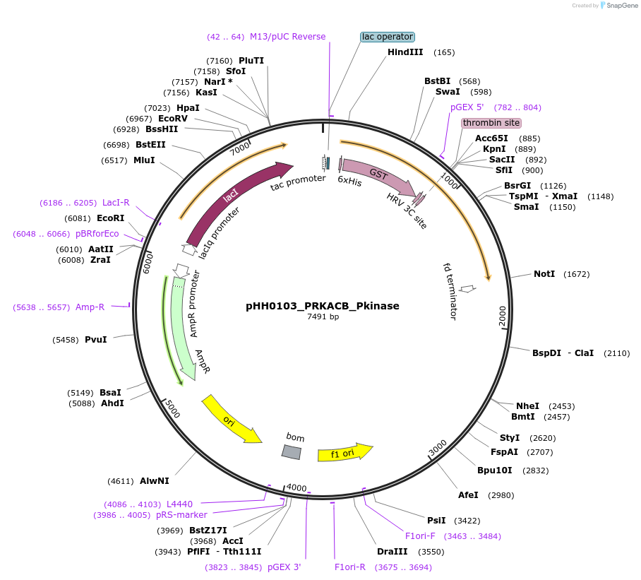 110024-plasmid-map-sequence-id-215938