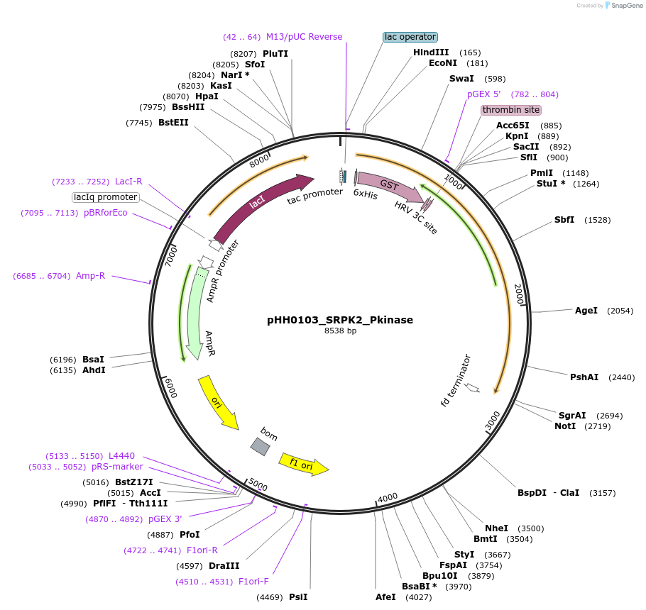 110026-plasmid-map-sequence-id-215941