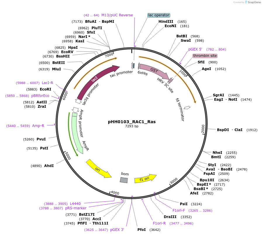 110030-plasmid-map-sequence-id-215945