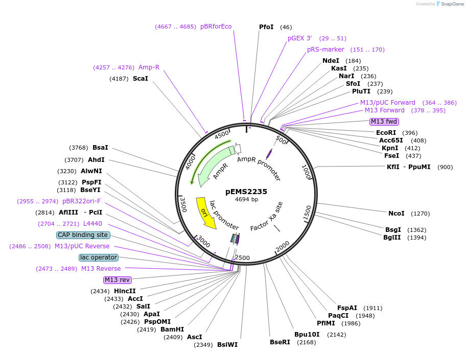 111888-plasmid-map-sequence-id-215959