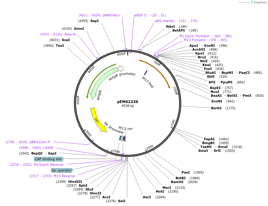 111889-plasmid-map-sequence-id-215960