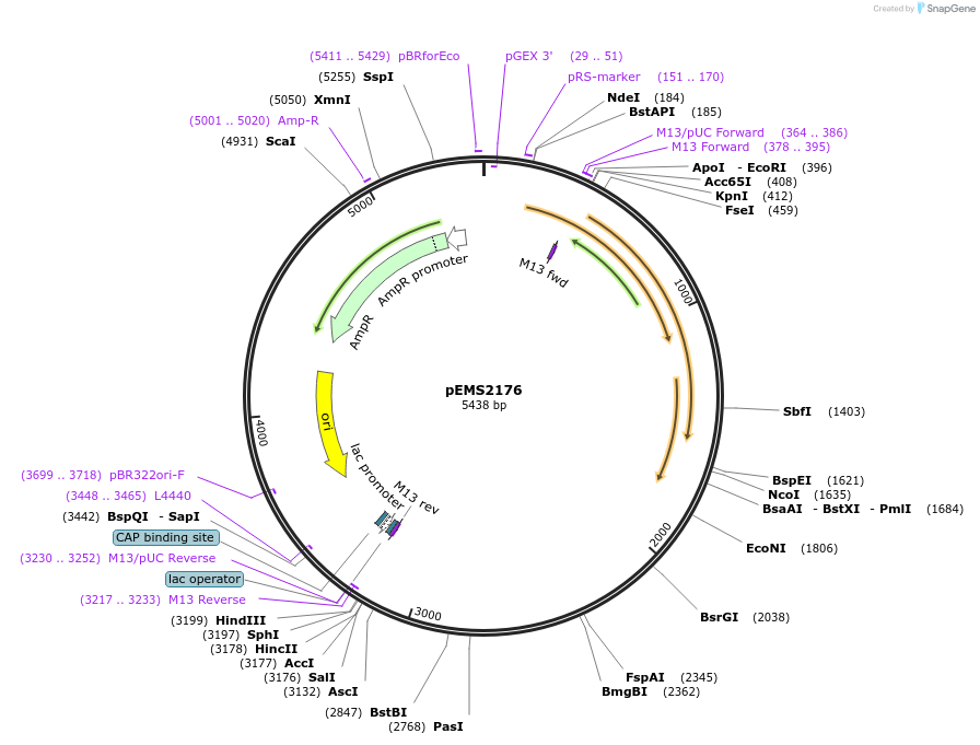 111891-plasmid-map-sequence-id-215962