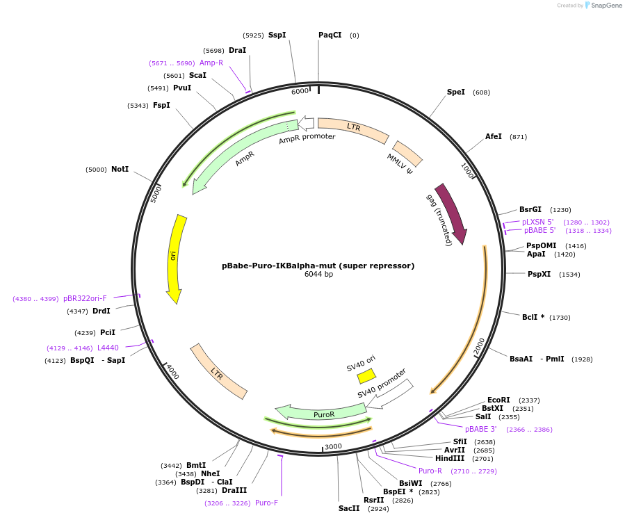 15291-plasmid-map-sequence-id-215973