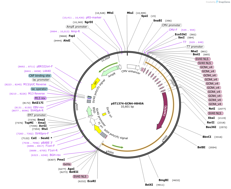 113024-plasmid-map-sequence-id-215974