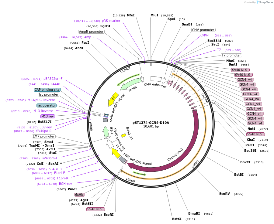 113022-plasmid-map-sequence-id-215976