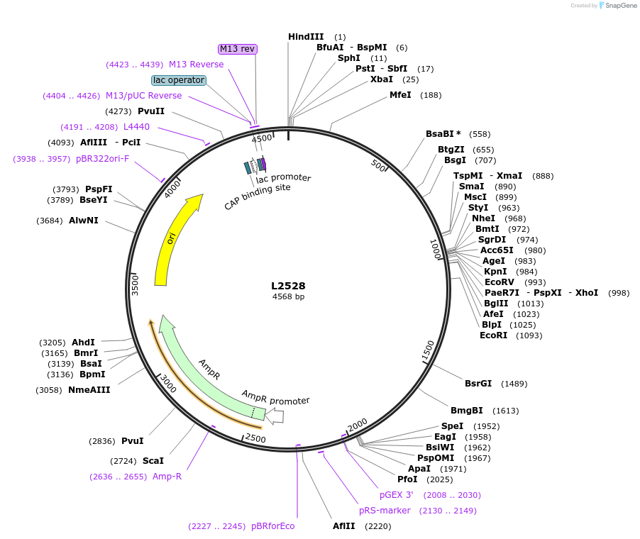 1606-plasmid-map-sequence-id-216