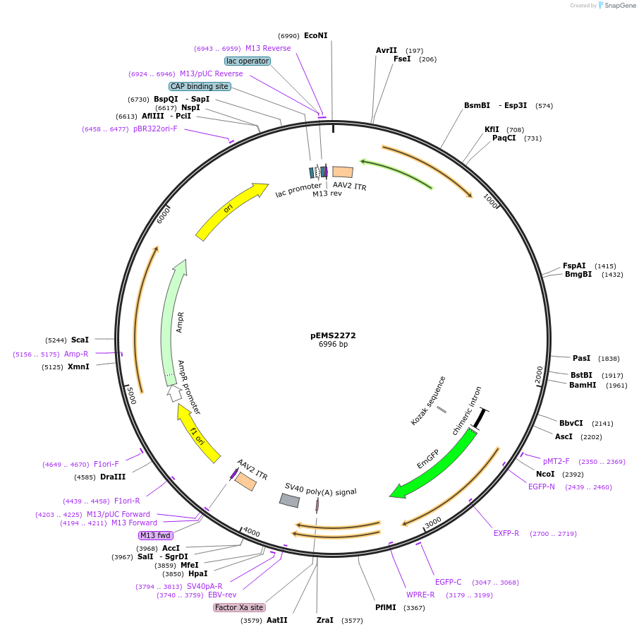 111898-plasmid-map-sequence-id-216053