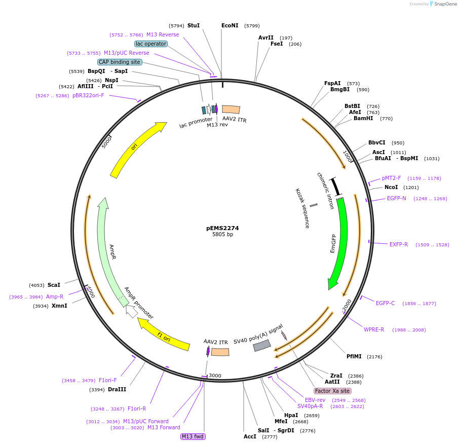 111900-plasmid-map-sequence-id-216055