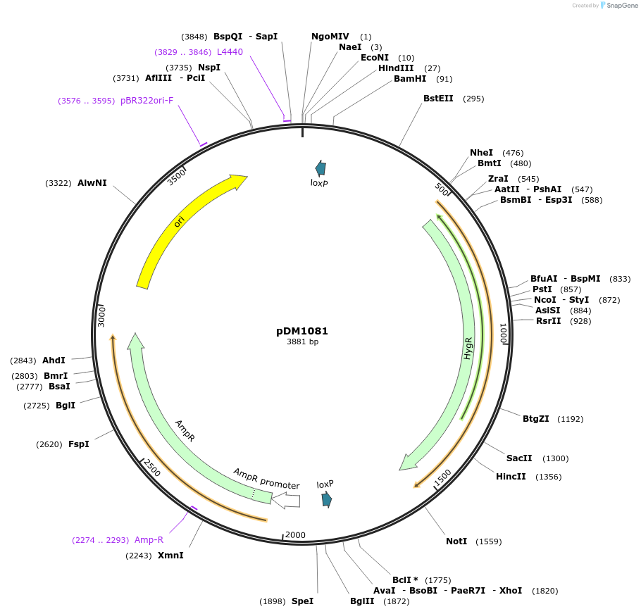 108981-plasmid-map-sequence-id-216056