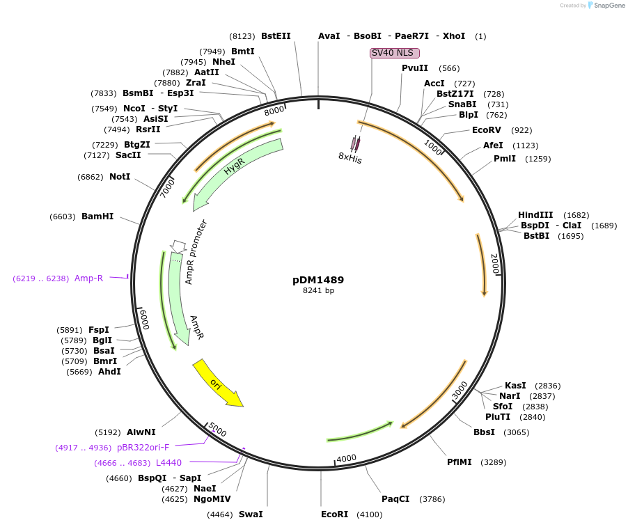 108996-plasmid-map-sequence-id-216073