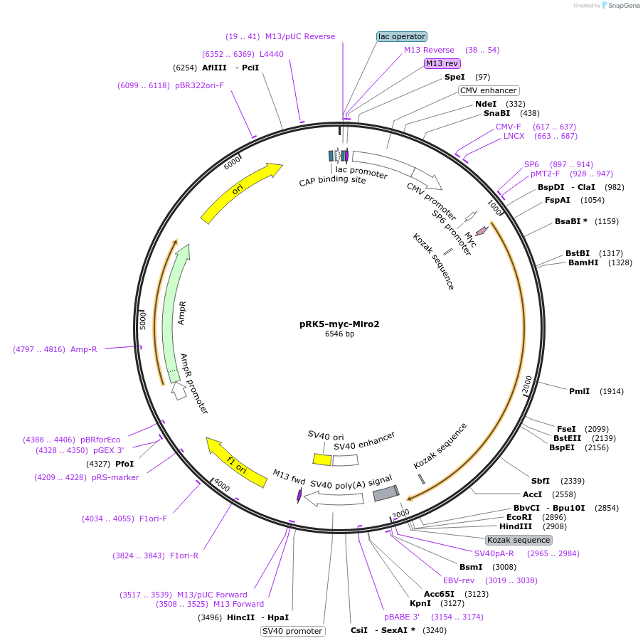 47891-plasmid-map-sequence-id-216267