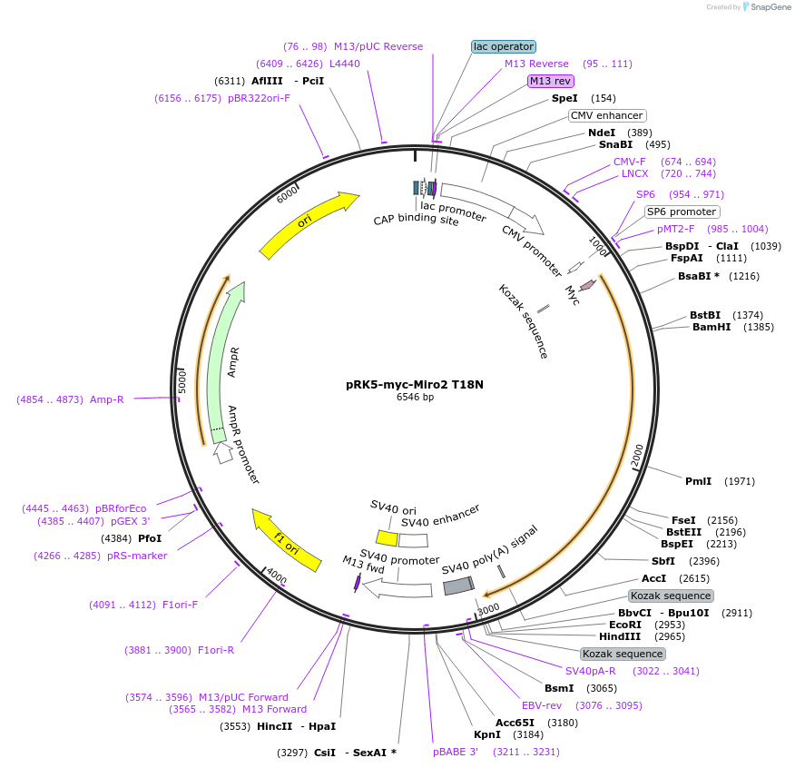 47897-plasmid-map-sequence-id-216270