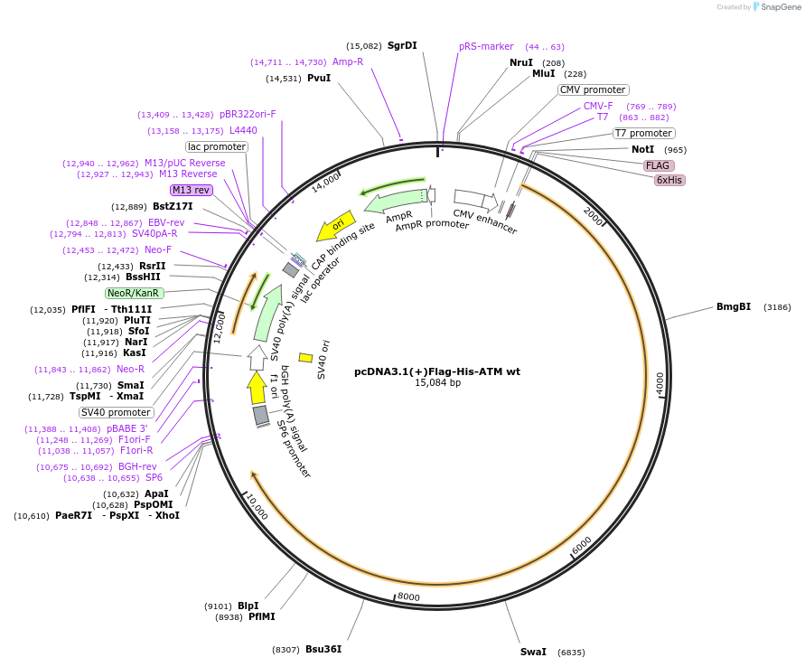 31985-plasmid-map-sequence-id-216271