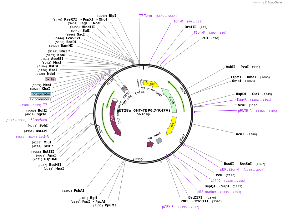 112722-plasmid-map-sequence-id-216316