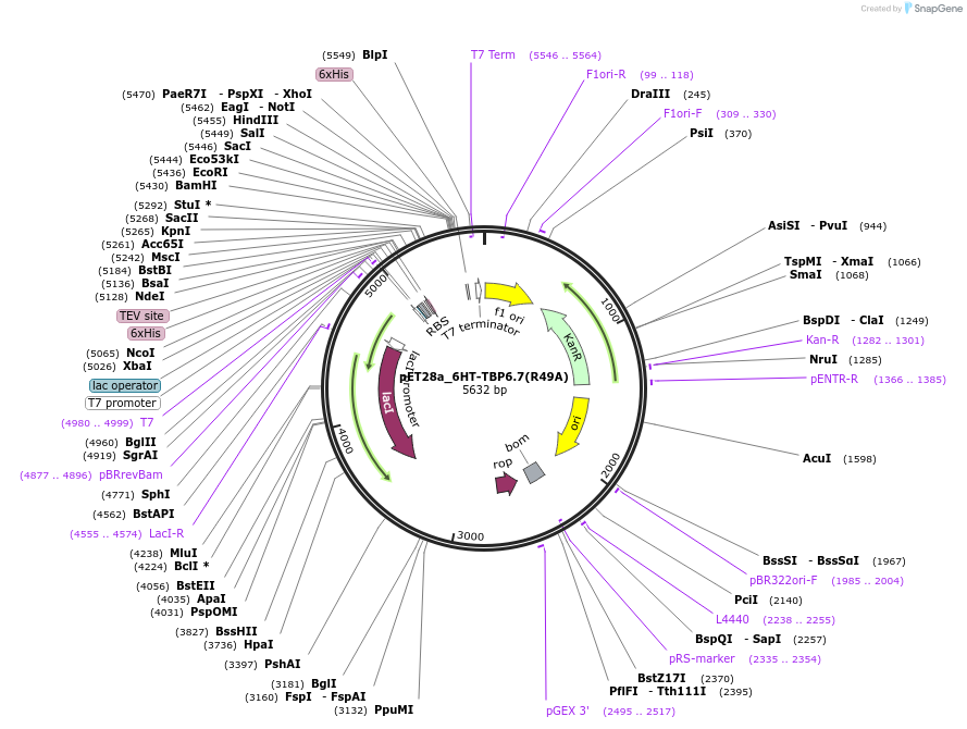 112726-plasmid-map-sequence-id-216329