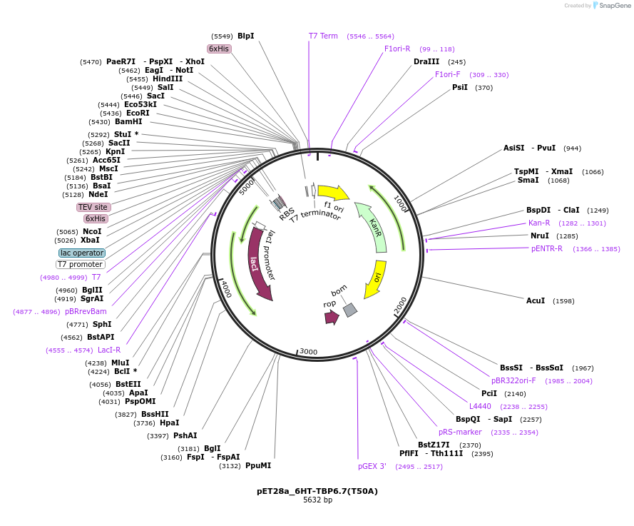 112727-plasmid-map-sequence-id-216330