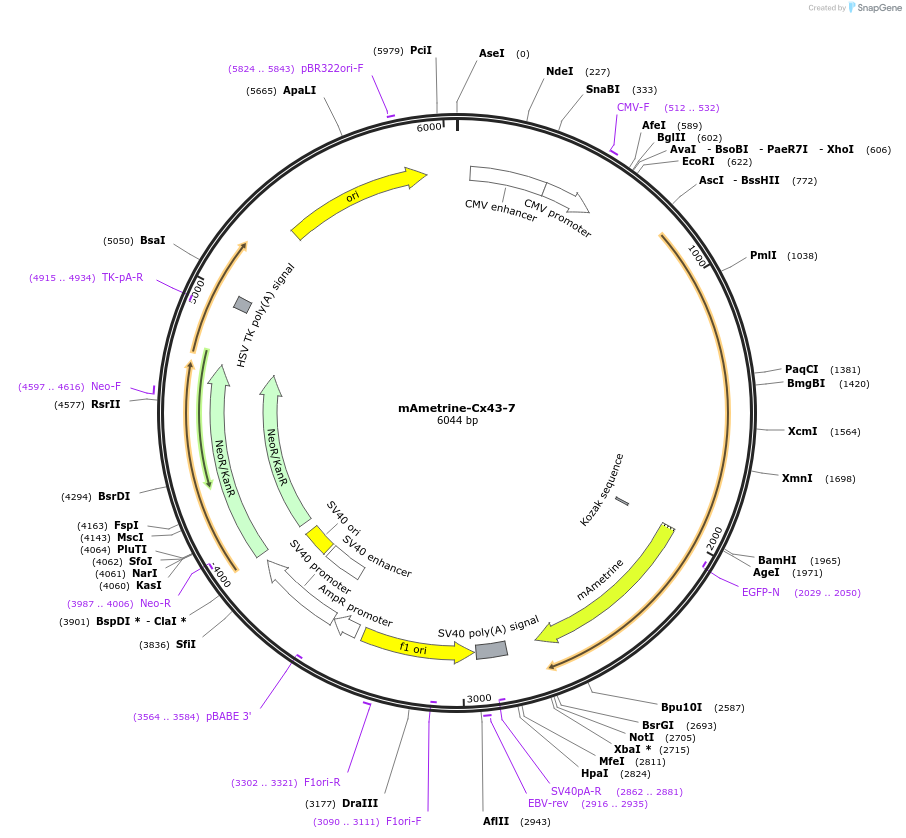56544-plasmid-map-sequence-id-216373