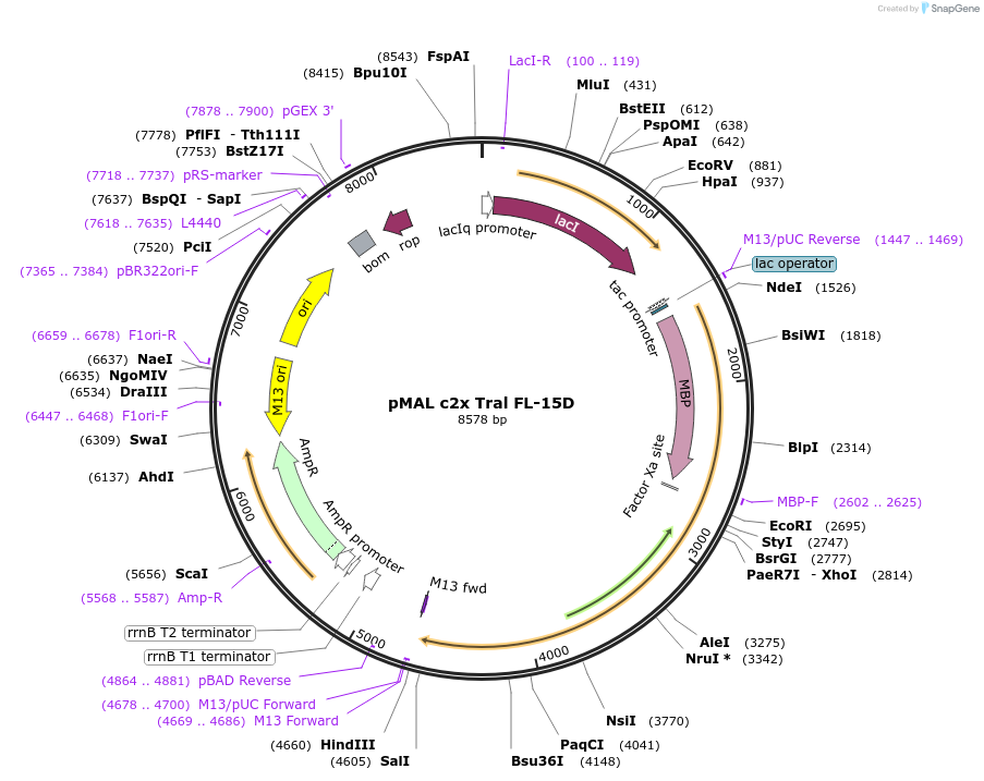 113010-plasmid-map-sequence-id-216430