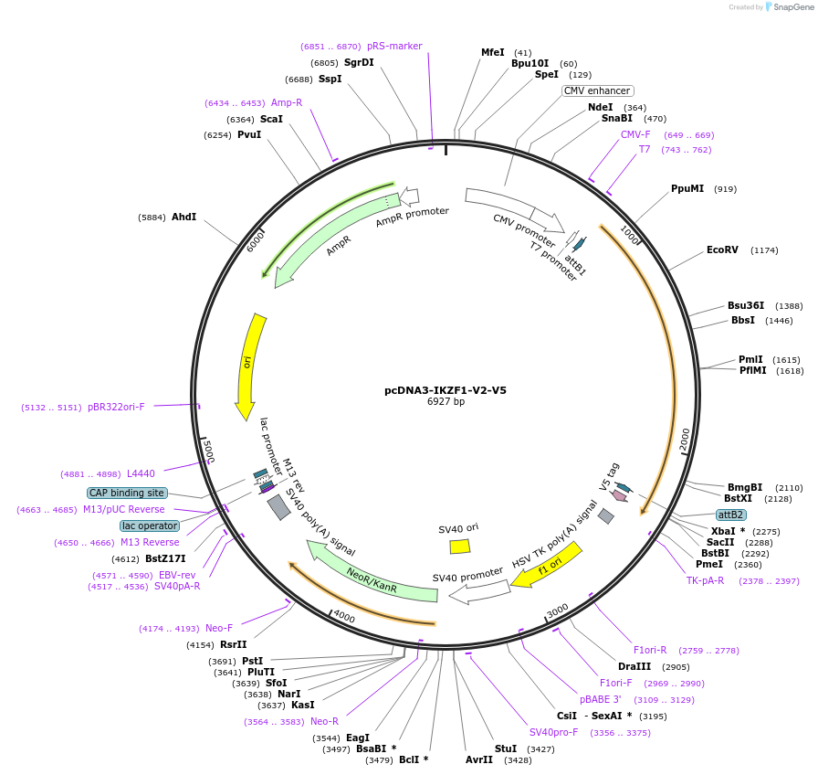 107390-plasmid-map-sequence-id-216905