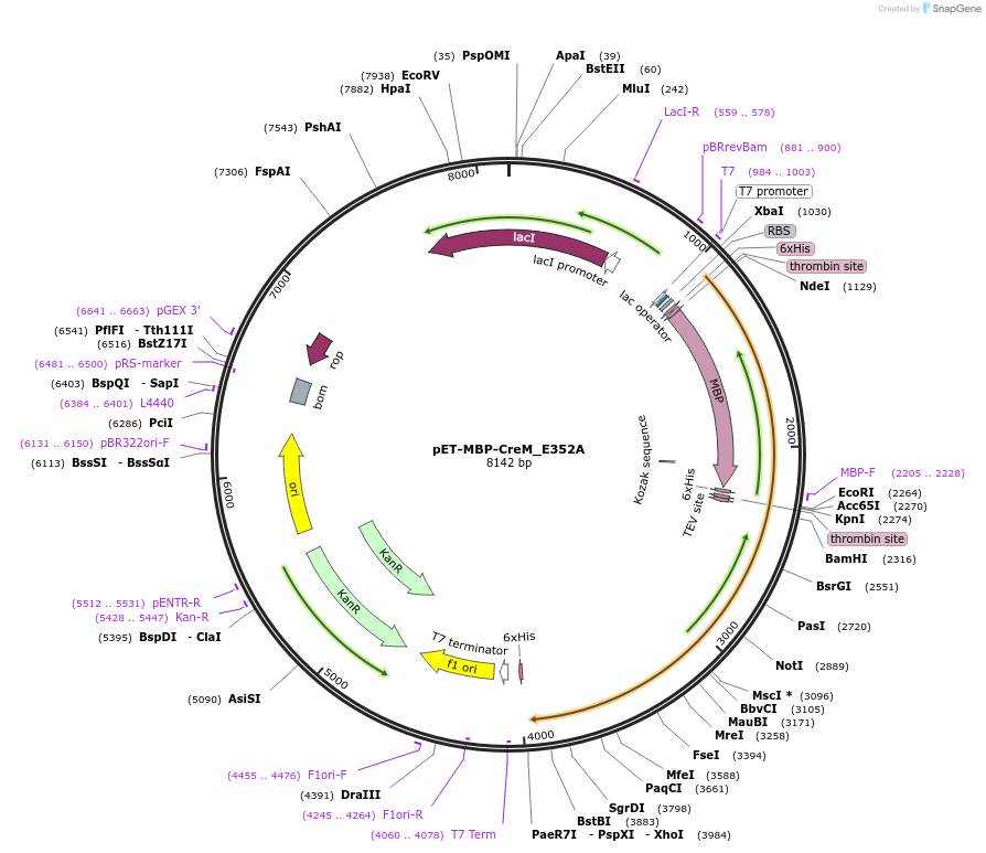 112239-plasmid-map-sequence-id-216906