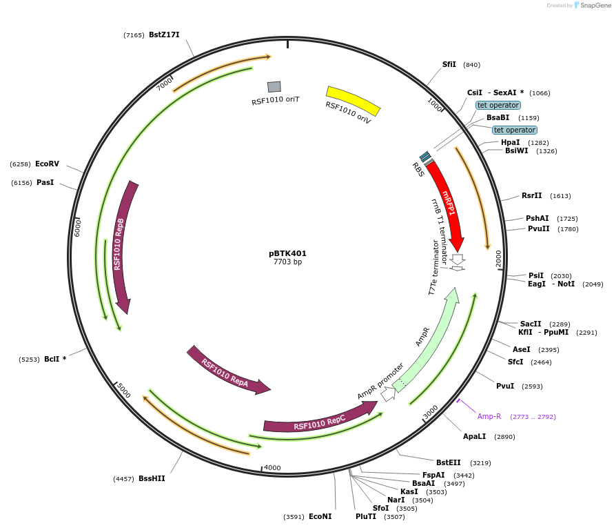 110597-plasmid-map-sequence-id-216909