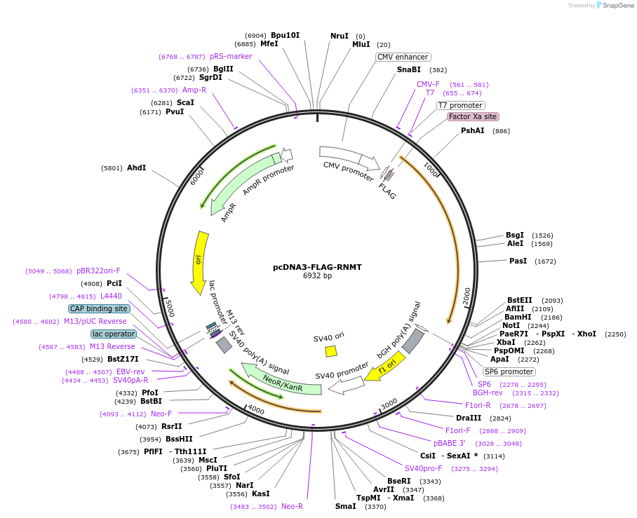 112705-plasmid-map-sequence-id-216987