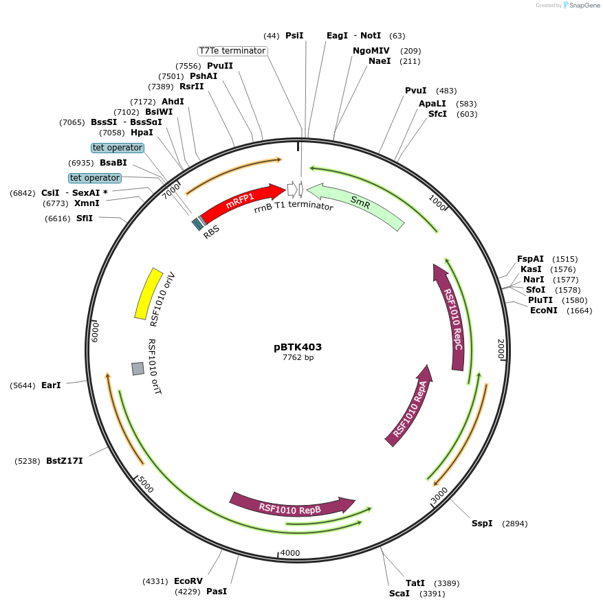 110599-plasmid-map-sequence-id-216994